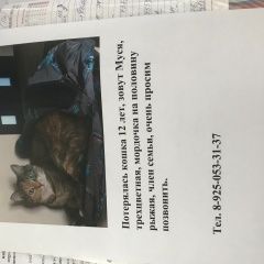 Подробнее об объявлении «Пропала кошка 23 июля в цосе, с Барыбино» Фото: пропала кошка  «Пропала кошка 23 июля в цосе, с Барыбино» в г. Барыбино