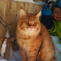 Подробнее об объявлении «Пропал кот Самара» Фото: пропала кошка Мейн-кун «Пропал кот Самара» в г. Самара