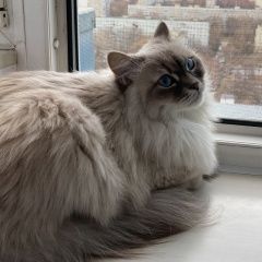 Подробнее об объявлении «Пропала кошка Тверь» Фото: пропала кошка Невская маскарадная «Пропала кошка Тверь» в г. Тверь
