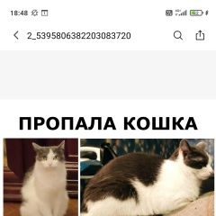 Подробнее об объявлении «Пропала кошка Санкт-Петербург» Фото: пропала кошка  «Пропала кошка Санкт-Петербург» в г. Санкт-Петербург