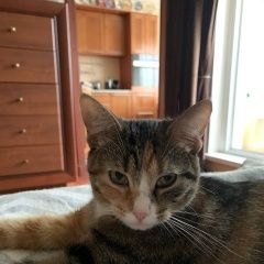 Подробнее об объявлении «Пропала кошка помогите найти кошечку Дмитров» Фото: пропала кошка  «Пропала кошка помогите найти кошечку Дмитров» в г. Дмитров