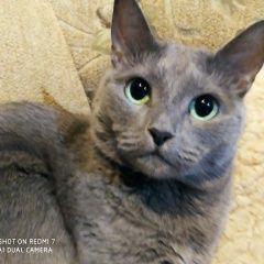 Подробнее об объявлении «Липецк Пропала кошка русская голубая» Фото: пропала кошка Русская голубая кошка «Липецк Пропала кошка русская голубая» в г. Липецк