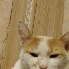 Подробнее об объявлении «Краснодар Пропал кот бандит» Фото: пропала кошка  «Краснодар Пропал кот бандит» в г. Краснодар