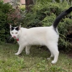 Подробнее об объявлении «Пропал кот -барсик Тучково» Фото: пропала кошка  «Пропал кот -барсик Тучково» в г. Тучково