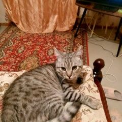 Подробнее об объявлении «Пропал кот домашний кот арчибальд. Михайловск Ставропольский край» Фото: пропала кошка  «Пропал кот домашний кот арчибальд. Михайловск...» в г. Михайловск Ставропольский край