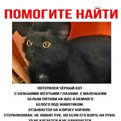 Подробнее об объявлении «Пропал котик чёрный с большими жёлтыми г Щелково» Фото: пропала кошка  «Пропал котик чёрный с большими жёлтыми г Щелково» в г. Щелково
