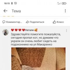 Подробнее об объявлении «Пропал кот шотландский вислоухий Орск» Фото: пропала кошка  «Пропал кот шотландский вислоухий Орск» в г. Орск