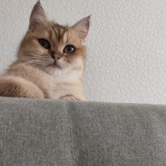 Подробнее об объявлении «Пропала кошка Люберцы» Фото: пропала кошка  «Пропала кошка Люберцы» в г. Люберцы