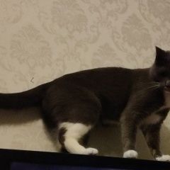 Подробнее об объявлении «Москва Пропал кот» Фото: пропала кошка  «Москва Пропал кот» в г. Москва
