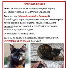 Подробнее об объявлении «Москва Пропала кошка. м. отрадное» Фото: пропала кошка  «Москва Пропала кошка. м. отрадное» в г. Москва