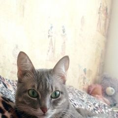 Подробнее об объявлении «Пропала кошка Темиртау» Фото: пропала кошка  «Пропала кошка Темиртау» в г. Темиртау