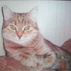 Подробнее об объявлении «Пропала кошка Чебоксары» Фото: пропала кошка  «Пропала кошка Чебоксары» в г. Чебоксары