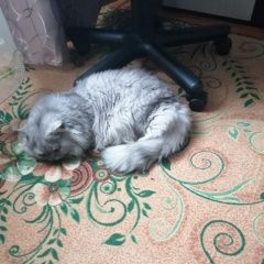 Подробнее об объявлении «Пропал кот кличка кузя 4 года Ахтырский» Фото: пропала кошка  «Пропал кот кличка кузя 4 года Ахтырский» в г. Ахтырский