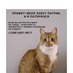 Подробнее об объявлении «Пропал кот Санкт-Петербург» Фото: пропала кошка  «Пропал кот Санкт-Петербург» в г. Санкт-Петербург
