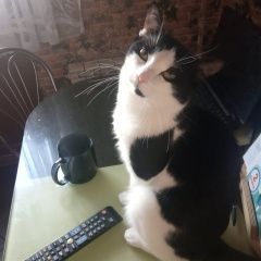 Подробнее об объявлении «Пропал кот черно-белый Мытищи» Фото: пропала кошка  «Пропал кот черно-белый Мытищи» в г. Мытищи