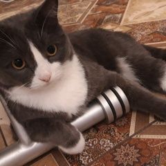 Подробнее об объявлении «Пропал кот Верхняя Пышма» Фото: пропала кошка  «Пропал кот Верхняя Пышма» в г. Верхняя Пышма