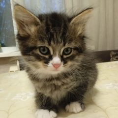 Подробнее об объявлении «Пропала кошка Казань» Фото: пропала кошка  «Пропала кошка Казань» в г. Казань