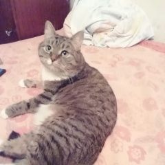 Подробнее об объявлении «Москва Пропала кошка девочка, в районе полежаевской.» Фото: пропала кошка  «Москва Пропала кошка девочка, в районе...» в г. Москва