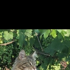 Подробнее об объявлении «Пропал кот мэйн-кун Батайск» Фото: пропала кошка Мейн-кун «Пропал кот мэйн-кун Батайск» в г. Батайск