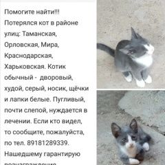 Подробнее об объявлении «Пропала кошка кот Ейск» Фото: пропала кошка  «Пропала кошка кот Ейск» в г. Ейск
