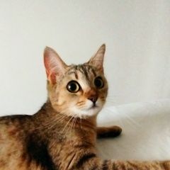 Подробнее об объявлении «Пропала кошка. помесь с бенгалом Ставрополь» Фото: пропала кошка Бенгальская кошка «Пропала кошка. помесь с бенгалом Ставрополь» в г. Ставрополь