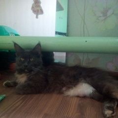 Подробнее об объявлении «Пропала кошка район луначарского-фурманова Крымск» Фото: пропала кошка Мейн-кун «Пропала кошка район луначарского-фурманова Крымск» в г. Крымск