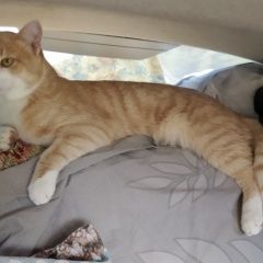 Подробнее об объявлении «Пропал кот кеша Анапа» Фото: пропала кошка  «Пропал кот кеша Анапа» в г. Анапа