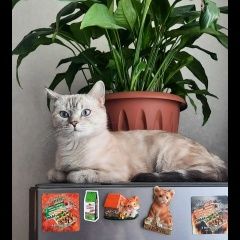 Подробнее об объявлении «Пропала кошка срочно. помогите Прокопьевск» Фото: пропала кошка  «Пропала кошка срочно. помогите Прокопьевск» в г. Прокопьевск