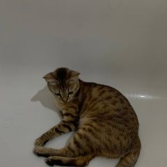 Подробнее об объявлении «Пропала кошка в деревне федоровское-кирж Киржач» Фото: пропала кошка  «Пропала кошка в деревне федоровское-кирж Киржач» в г. Киржач