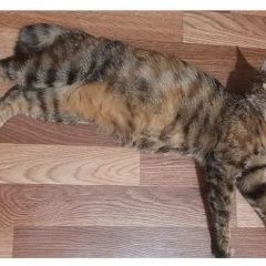 Подробнее об объявлении «Пропала кошка Хабаровск» Фото: пропала кошка  «Пропала кошка Хабаровск» в г. Хабаровск