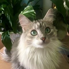 Подробнее об объявлении «Пропал кот Тула» Фото: пропала кошка Норвежская лесная «Пропал кот Тула» в г. Тула