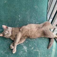 Подробнее об объявлении «Пропал кот Нарофоминск» Фото: пропала кошка  «Пропал кот Нарофоминск» в г. Нарофоминск