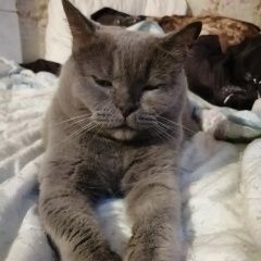 Подробнее об объявлении «Пропала кошка Кировск» Фото: пропала кошка Скоттиш страйт (шотландская прямоухая) «Пропала кошка Кировск» в г. Кировск