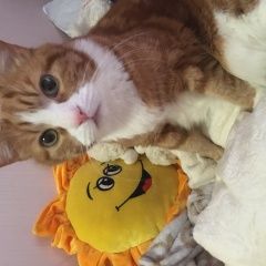 Подробнее об объявлении «Пропал кот Приозерск» Фото: пропала кошка  «Пропал кот Приозерск» в г. Приозерск