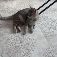 Подробнее об объявлении «Пропала кошка Анапа» Фото: пропала кошка  «Пропала кошка Анапа» в г. Анапа