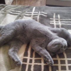 Подробнее об объявлении «Пропал кот вислоухий британец Брянск» Фото: пропала кошка Британская короткошерстная кошка «Пропал кот вислоухий британец Брянск» в г. Брянск