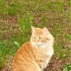 Подробнее об объявлении «Пропала кошка Химки» Фото: пропала кошка Курильский бобтейл «Пропала кошка Химки» в г. Химки