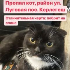 Подробнее об объявлении «Пропал кот Прокопьевск» Фото: пропала кошка  «Пропал кот Прокопьевск» в г. Прокопьевск