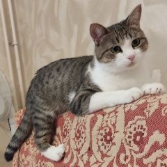 Подробнее об объявлении «Пропал кот Челябинск» Фото: пропала кошка  «Пропал кот Челябинск» в г. Челябинск