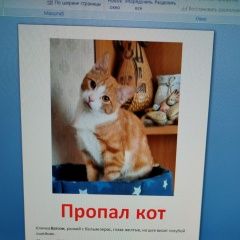 Подробнее об объявлении «Пропал кот Зеленоград» Фото: пропала кошка  «Пропал кот Зеленоград» в г. Зеленоград