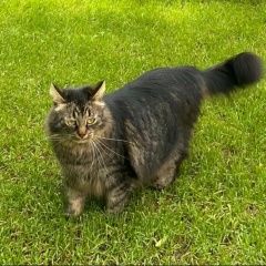 Подробнее об объявлении «Пропала кошка Красногорск» Фото: пропала кошка  «Пропала кошка Красногорск» в г. Красногорск