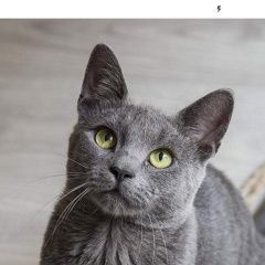 Подробнее об объявлении «Пропал кот Михайловск Ставропольский край» Фото: пропала кошка Британская короткошерстная кошка «Пропал кот Михайловск Ставропольский край» в г. Михайловск Ставропольский край