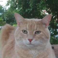 Подробнее об объявлении «Пропал кот сёма Орехово-Зуево» Фото: пропала кошка  «Пропал кот сёма Орехово-Зуево» в г. Орехово-Зуево