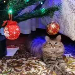 Подробнее об объявлении «Пропала кошка Ангарск» Фото: пропала кошка  «Пропала кошка Ангарск» в г. Ангарск