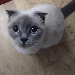 Подробнее об объявлении «Пропала кошка 02.08 Ставрополь» Фото: пропала кошка Сиамская кошка «Пропала кошка 02.08 Ставрополь» в г. Ставрополь