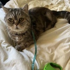 Подробнее об объявлении «Пропал кот Новочеркасск» Фото: пропала кошка Британская короткошерстная кошка «Пропал кот Новочеркасск» в г. Новочеркасск