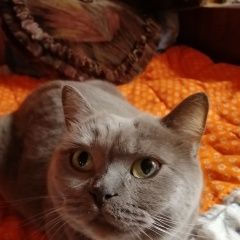 Подробнее об объявлении «Пропала кошка Кировск» Фото: пропала кошка Скоттиш страйт (шотландская прямоухая) «Пропала кошка Кировск» в г. Кировск