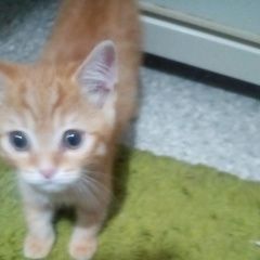 Подробнее об объявлении «Пропал кот Стерлитамак» Фото: пропала кошка  «Пропал кот Стерлитамак» в г. Стерлитамак