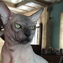 Подробнее об объявлении «Пропал кот донской сфинкс кот Сестрорецк» Фото: пропала кошка Донской сфинкс «Пропал кот донской сфинкс кот Сестрорецк» в г. Сестрорецк