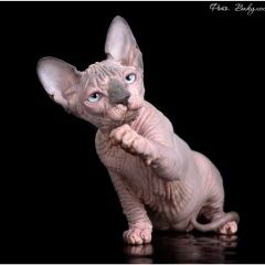 Подробнее об объявлении «Пропала кошка канадский сфинкс Ейск» Фото: пропала кошка Канадский сфинкс «Пропала кошка канадский сфинкс Ейск» в г. Ейск